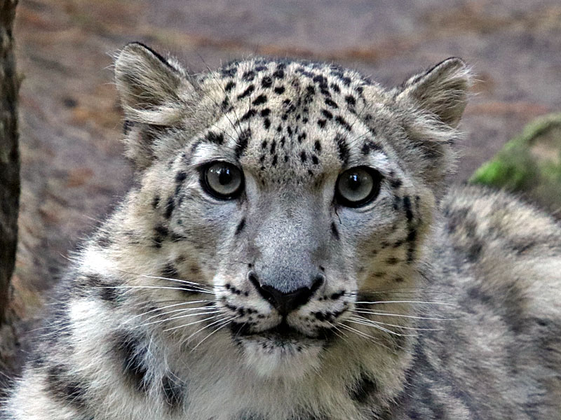  Asha our snow leopard close up at GarLyn Zoo